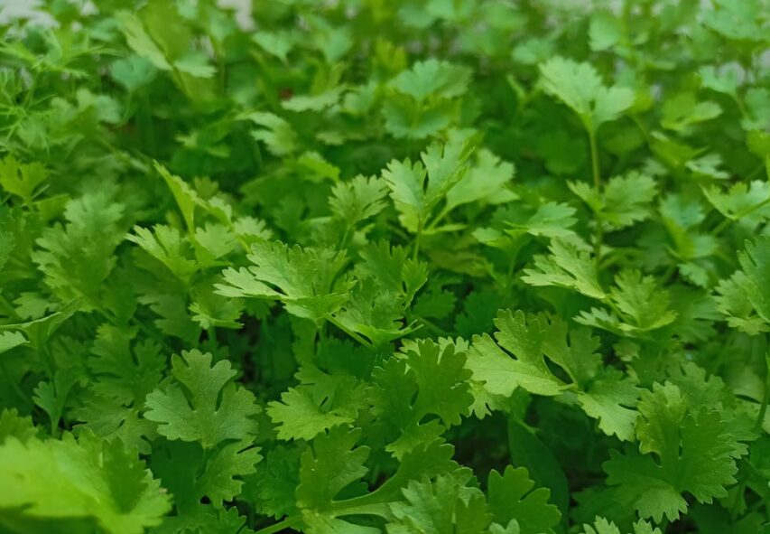 Keep parsley and coriander fresh