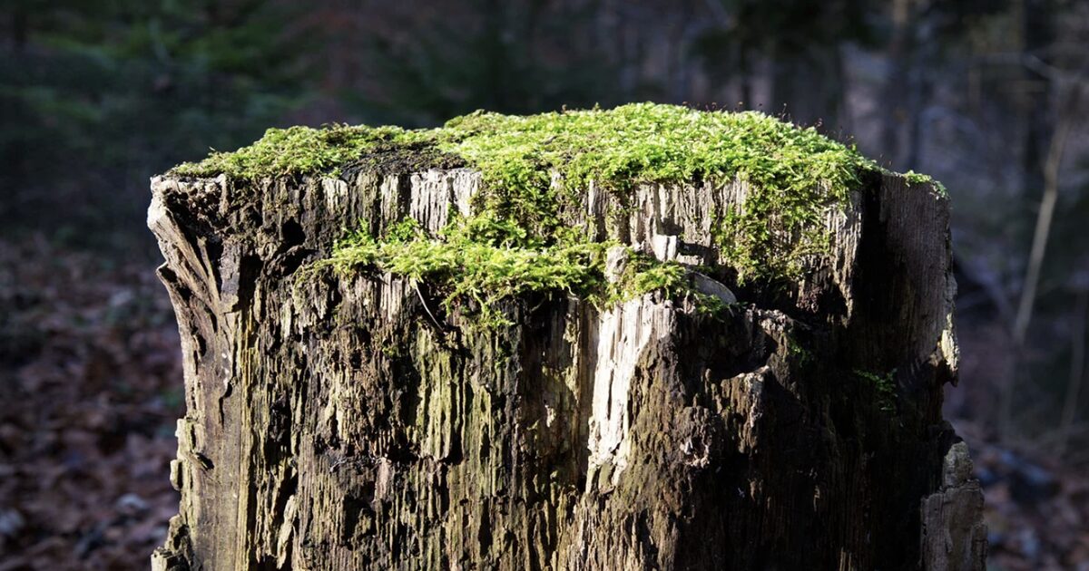 Get Rid of a Tree Stump Using This Simple Household Hack