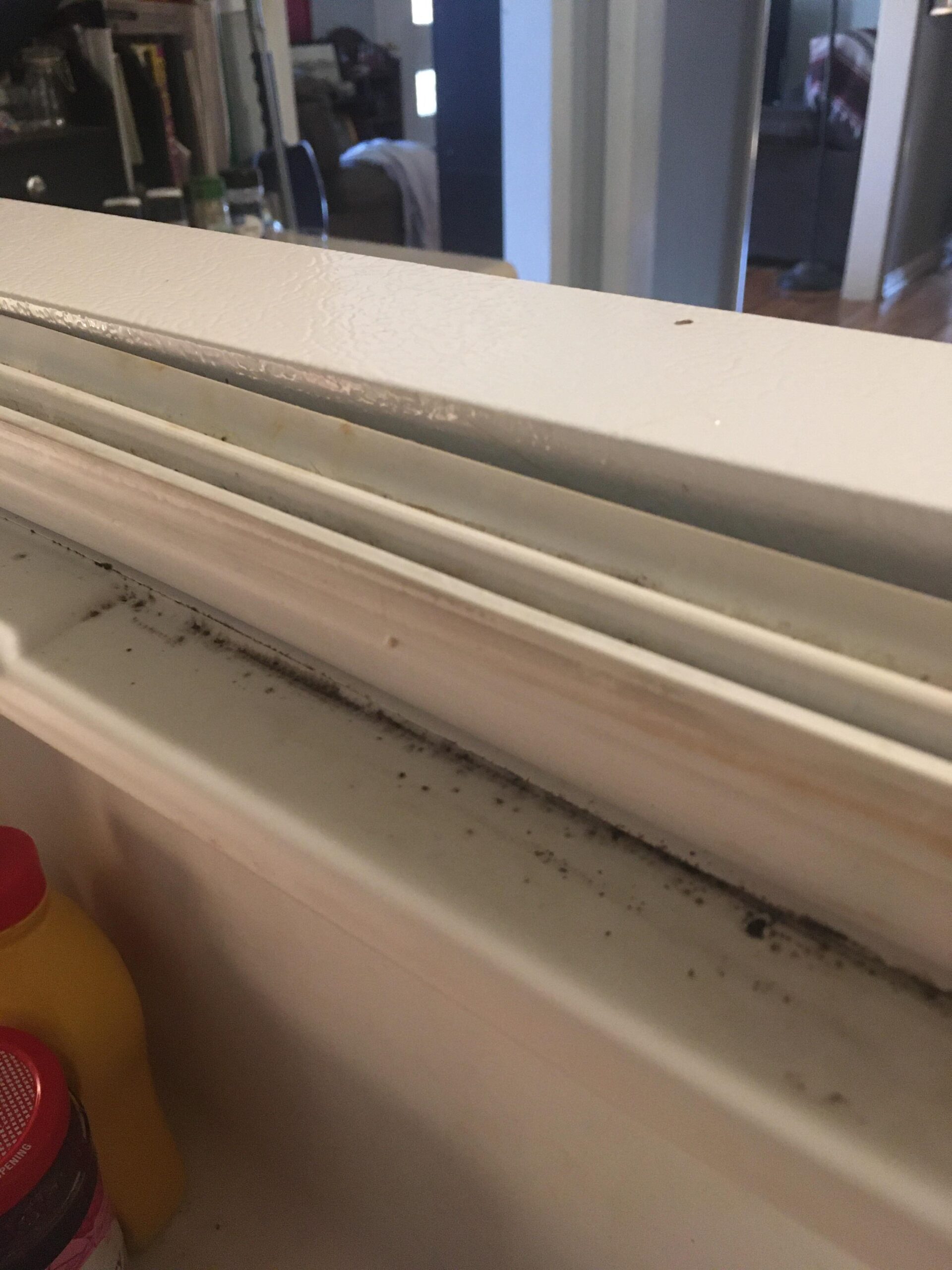 mold on refrigerator gasket