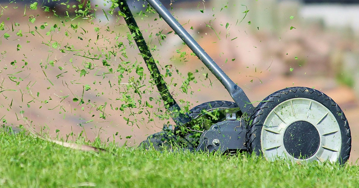 Lawn Care Basics Every Homemaker Should Know: From Planting to Maintenance