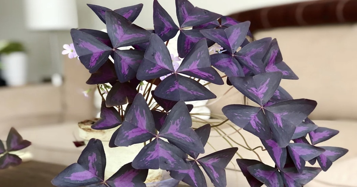 How to Care for and Grow Purple Shamrock