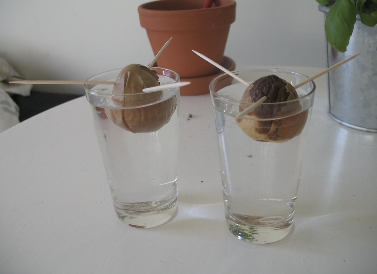 Grow an Avocado Tree