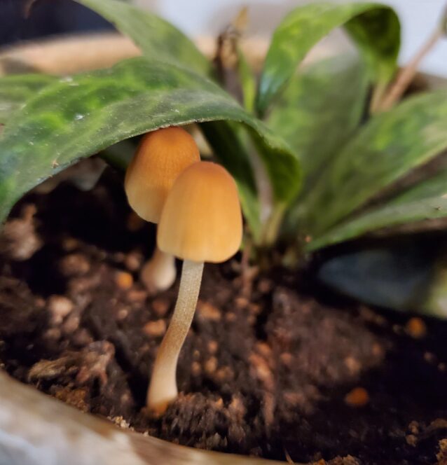 Mushrooms Growing