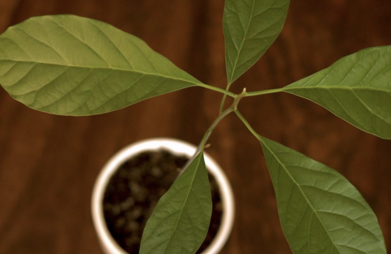 Grow an Avocado Tree