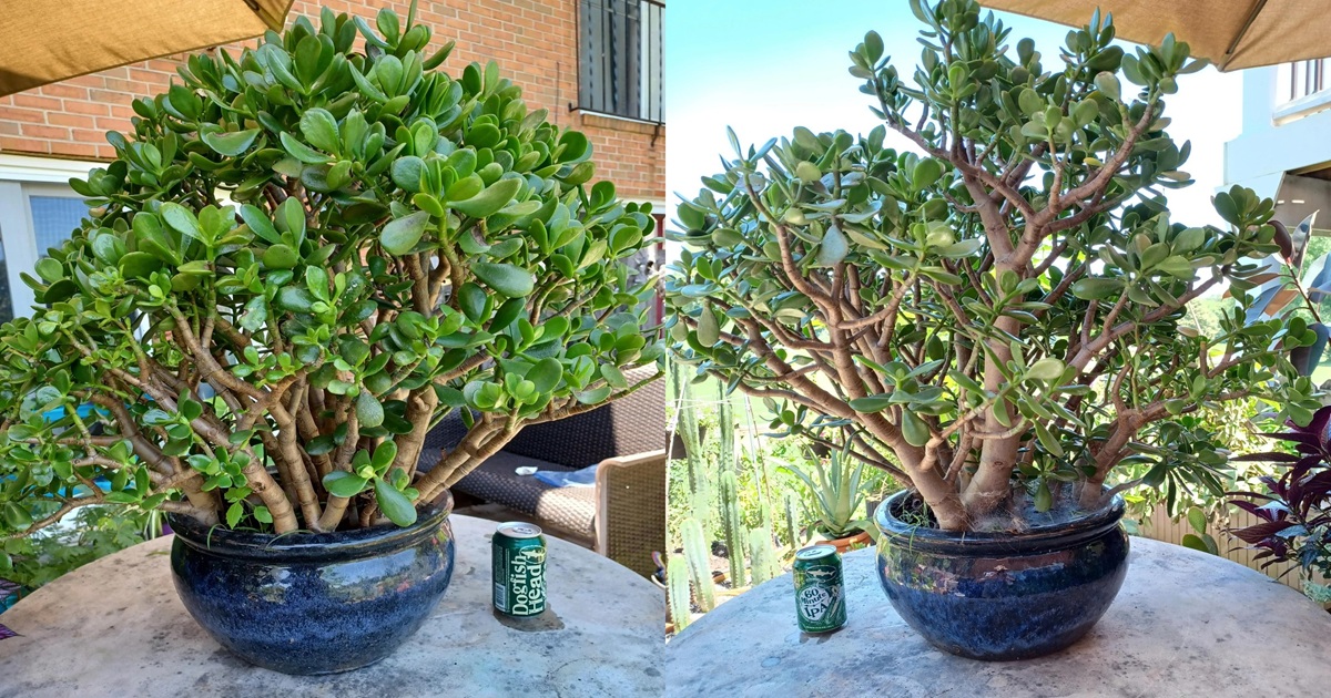 How to Grow a Vibrant Jade Plant and Make It Bloom