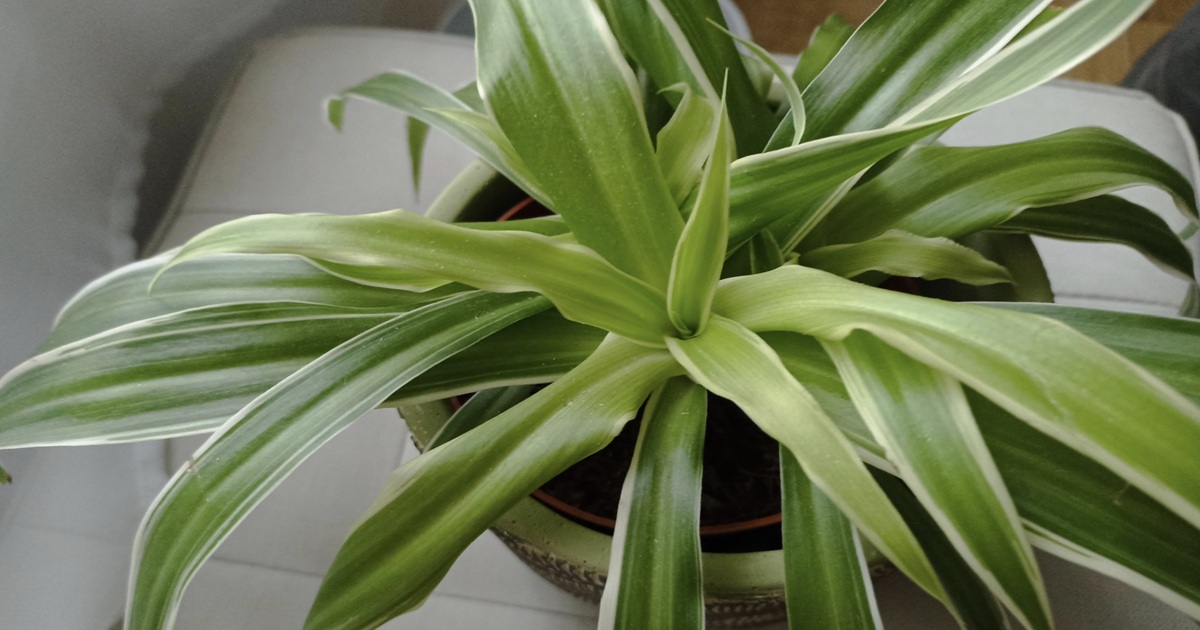 Why You Should Have a Spider Plant at Home
