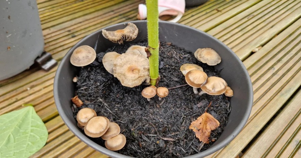 Why Are Mushrooms Growing in Your Potted Plant?