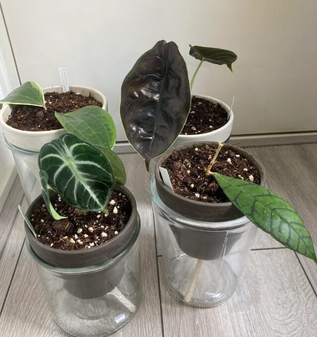 Indoor self-watering pots with Alocasia and Anthurium plants.