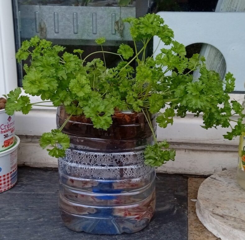 Parsley growing in a self-watering plastic bottle planter.