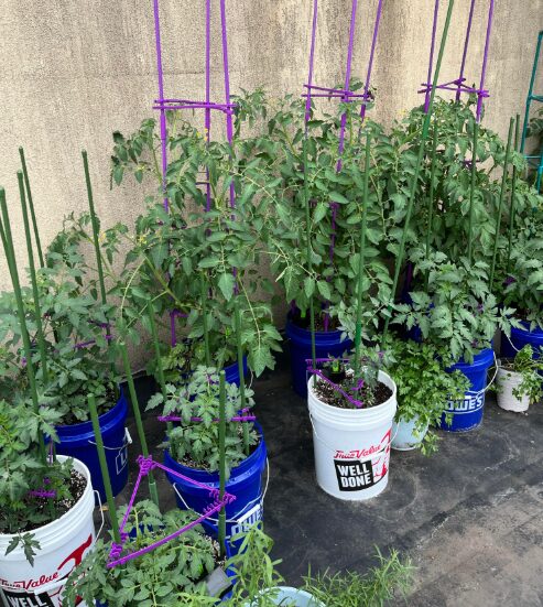 Tomato plants in bucket containers with stakes for support.