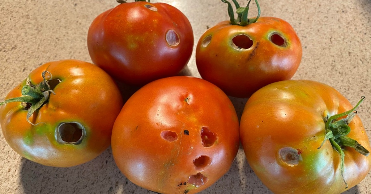 What It Means If You See These Holes in Tomatoes
