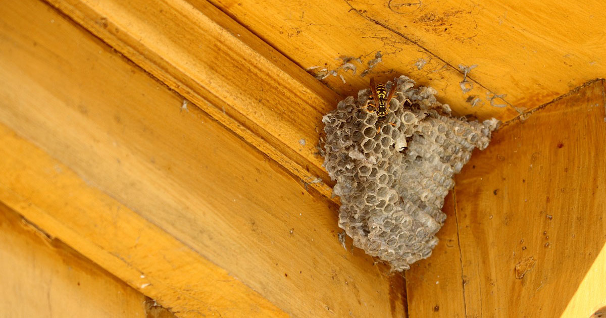 Pest-Proofing Your Home: How to Keep Unwanted Guests Away for Good