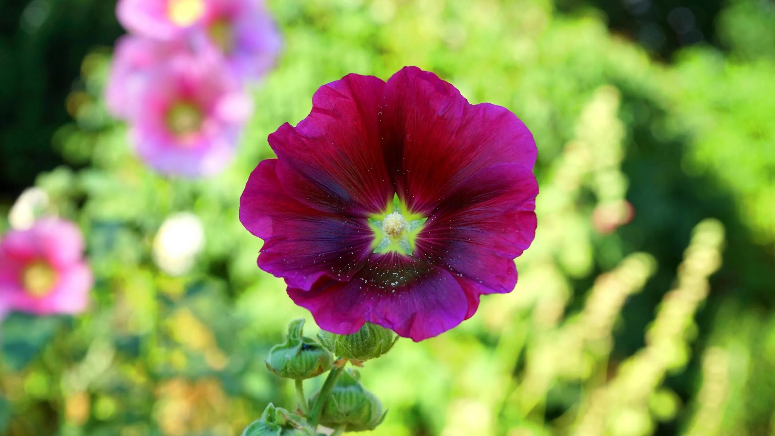Purple Hollyhock Flower in Bloom