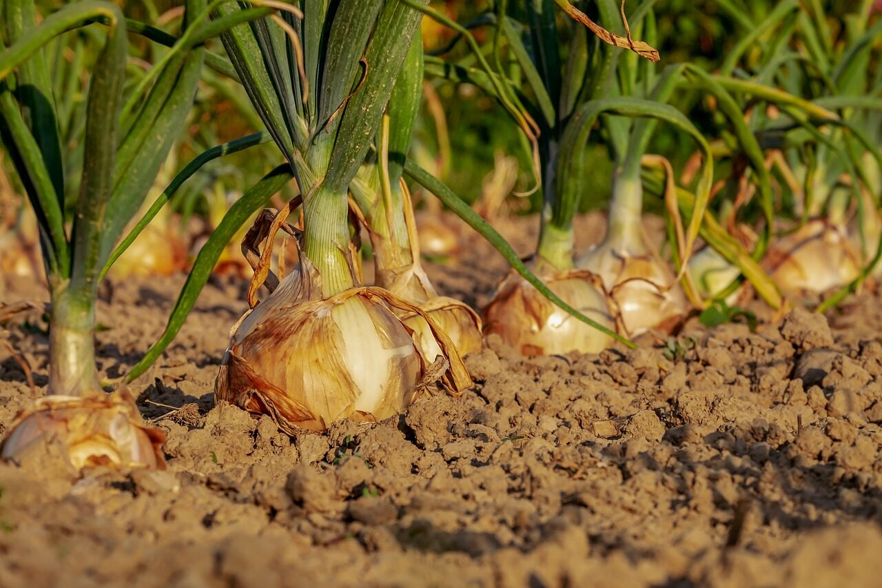onions fertilizer