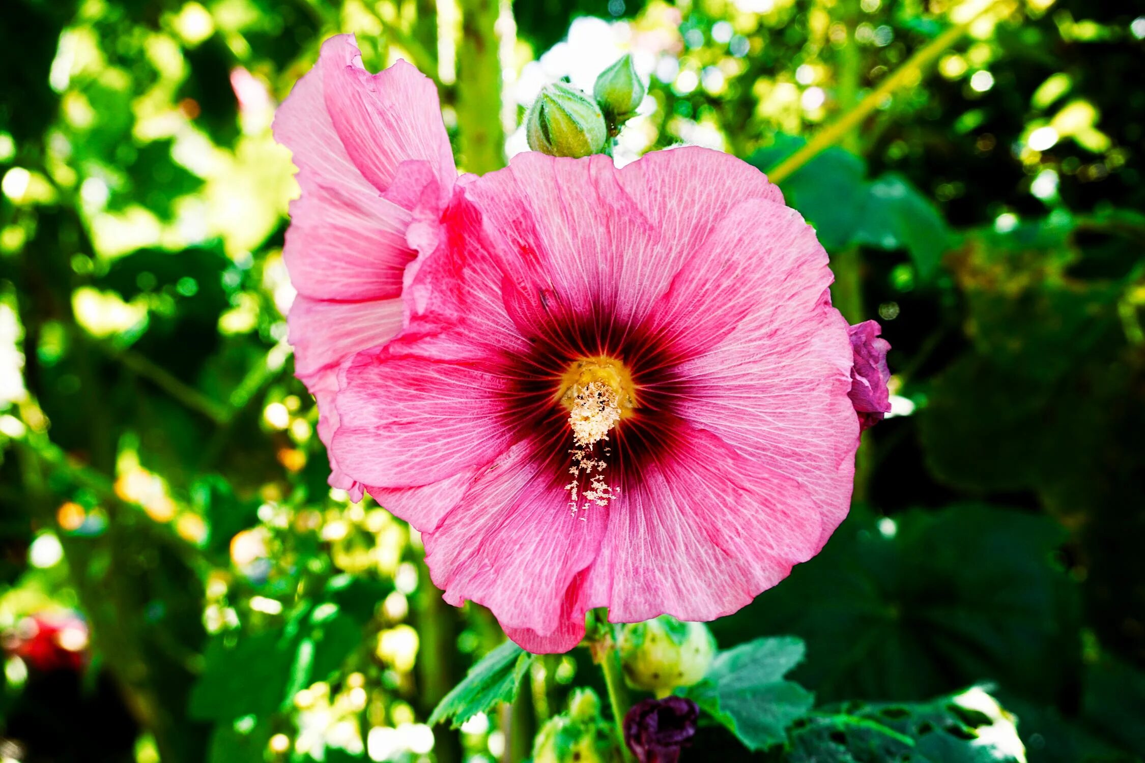 Pink Flower in Tilt Shift Lens