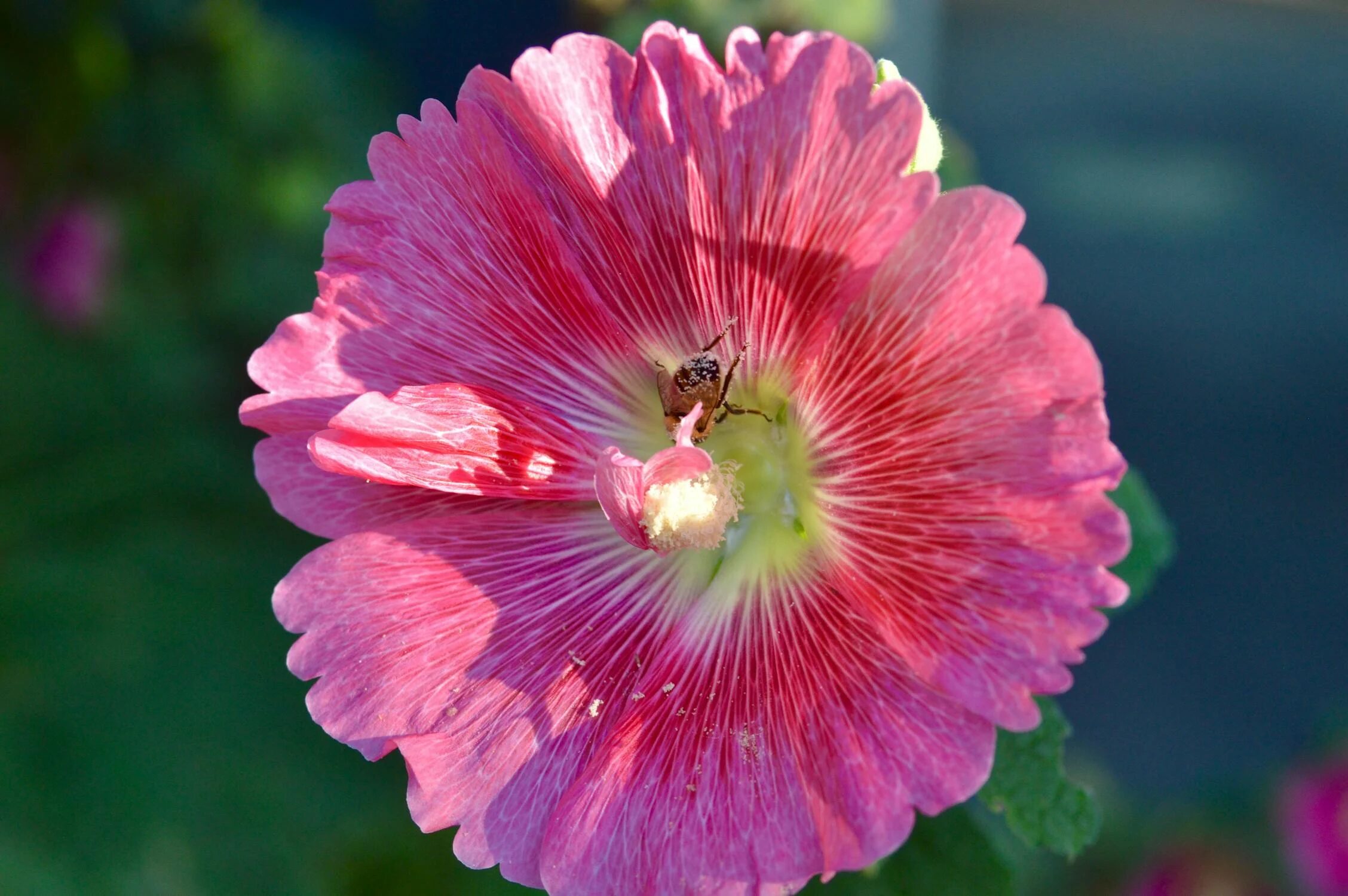 A Bee Perched on Pink Flower