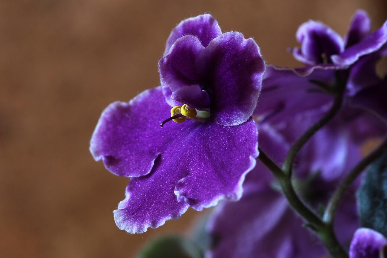 african-violet-flower