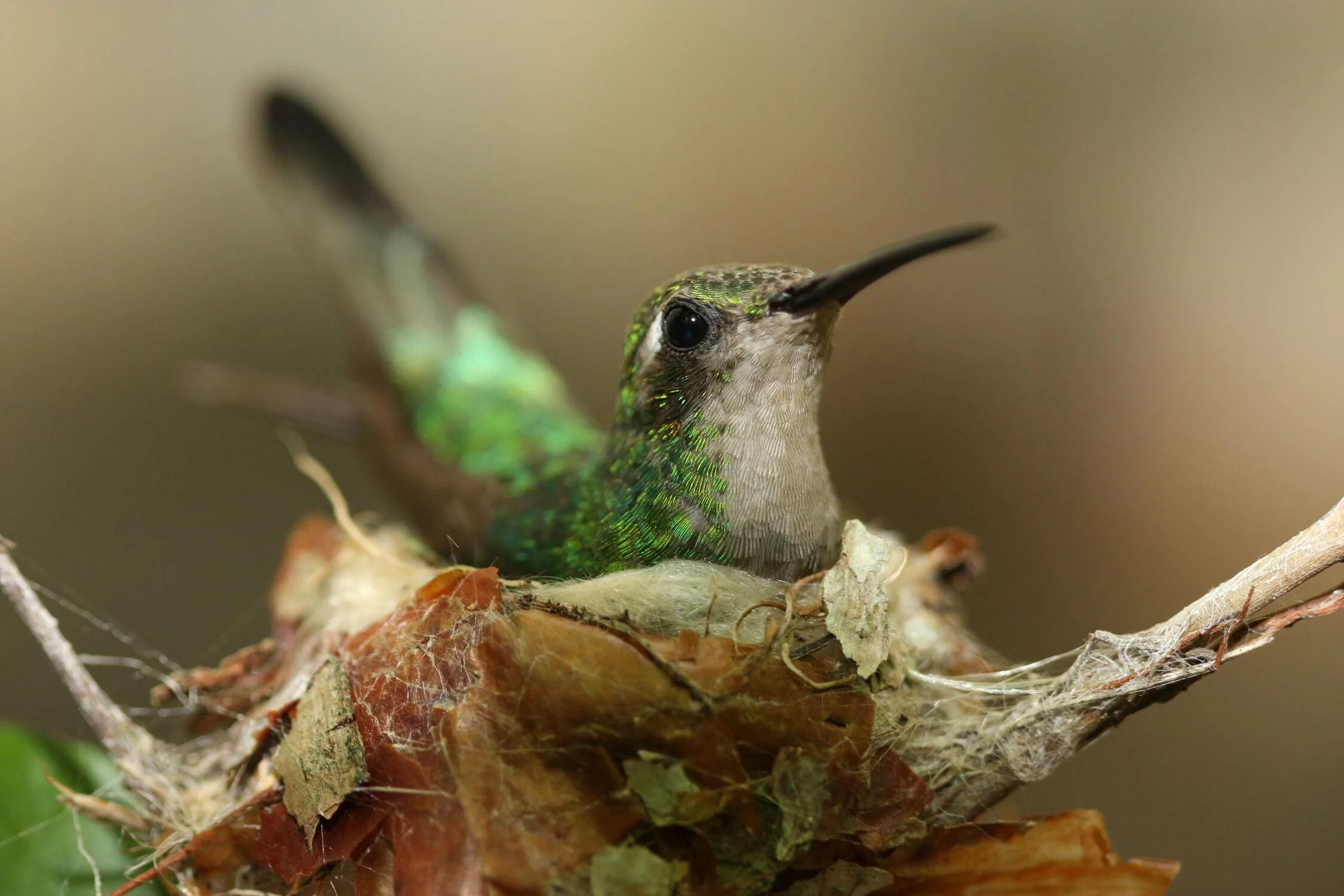 a green hummingbird
