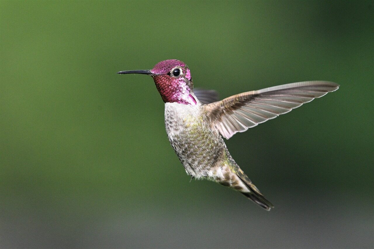 flying hummingbird