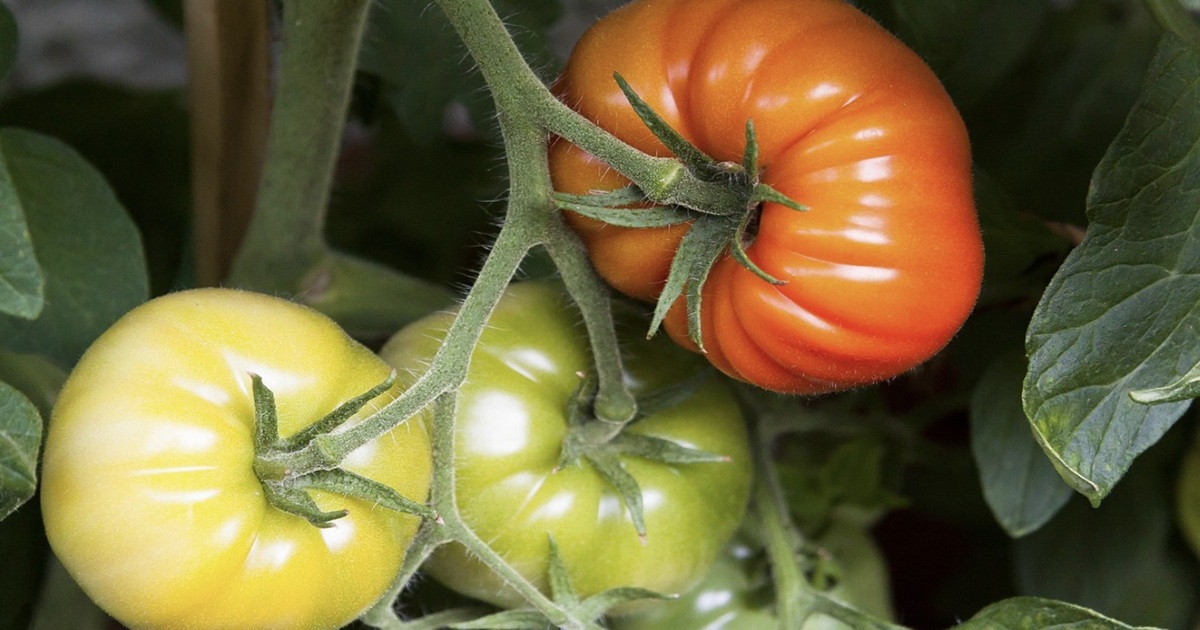 Powerful Fertilizer for Tomatoes, Peppers, and Onions