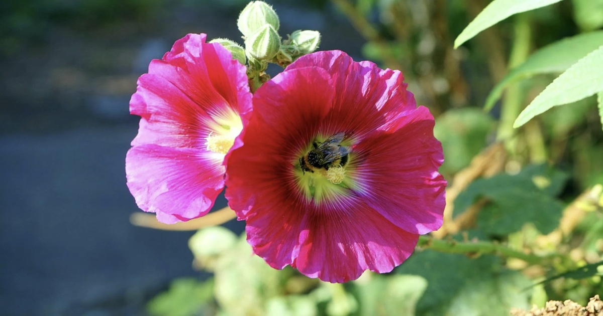 How to Grow Hollyhocks for Beauty & Edibility