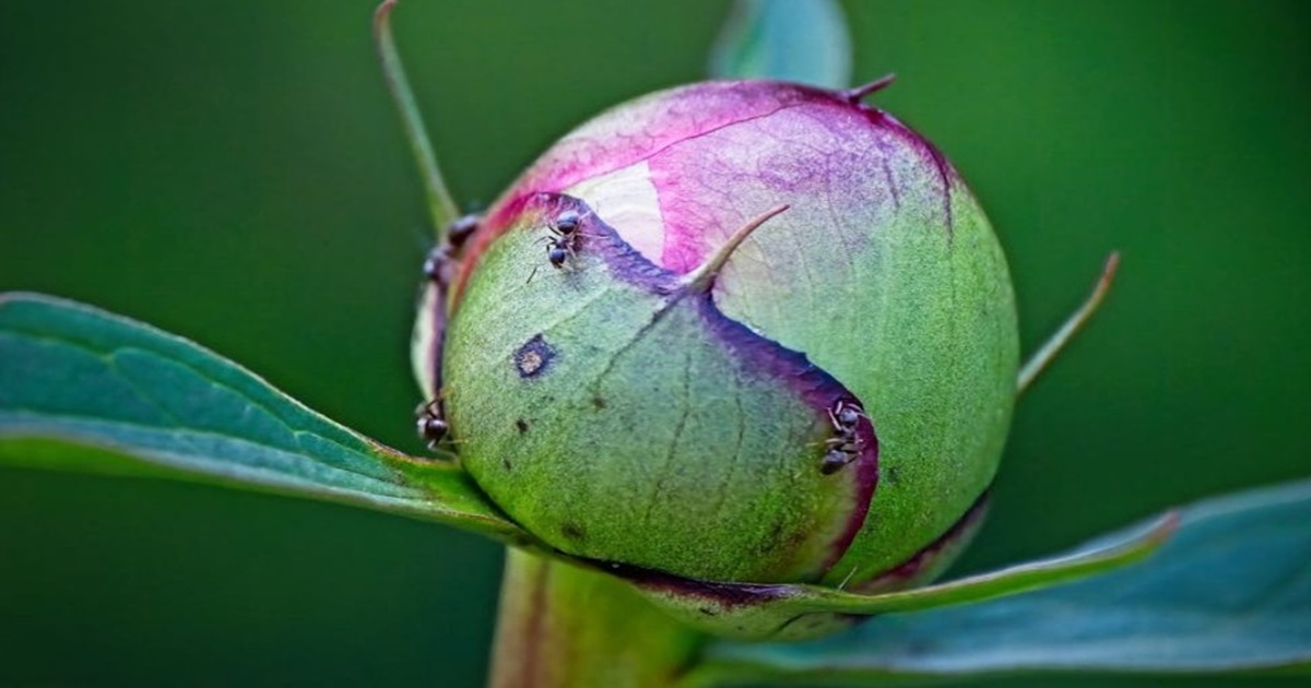 Why Your Peony Buds Are Covered in Ants—and What to Do About It