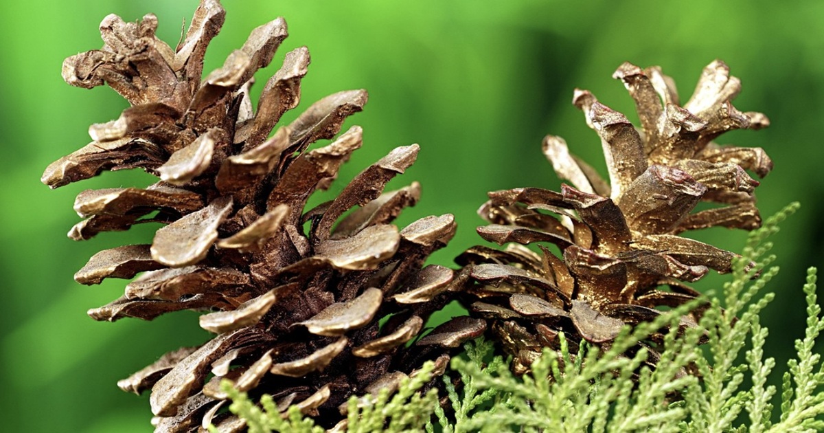 The Surprisingly Effective Pine Cone Trick That Can Save Your Garden