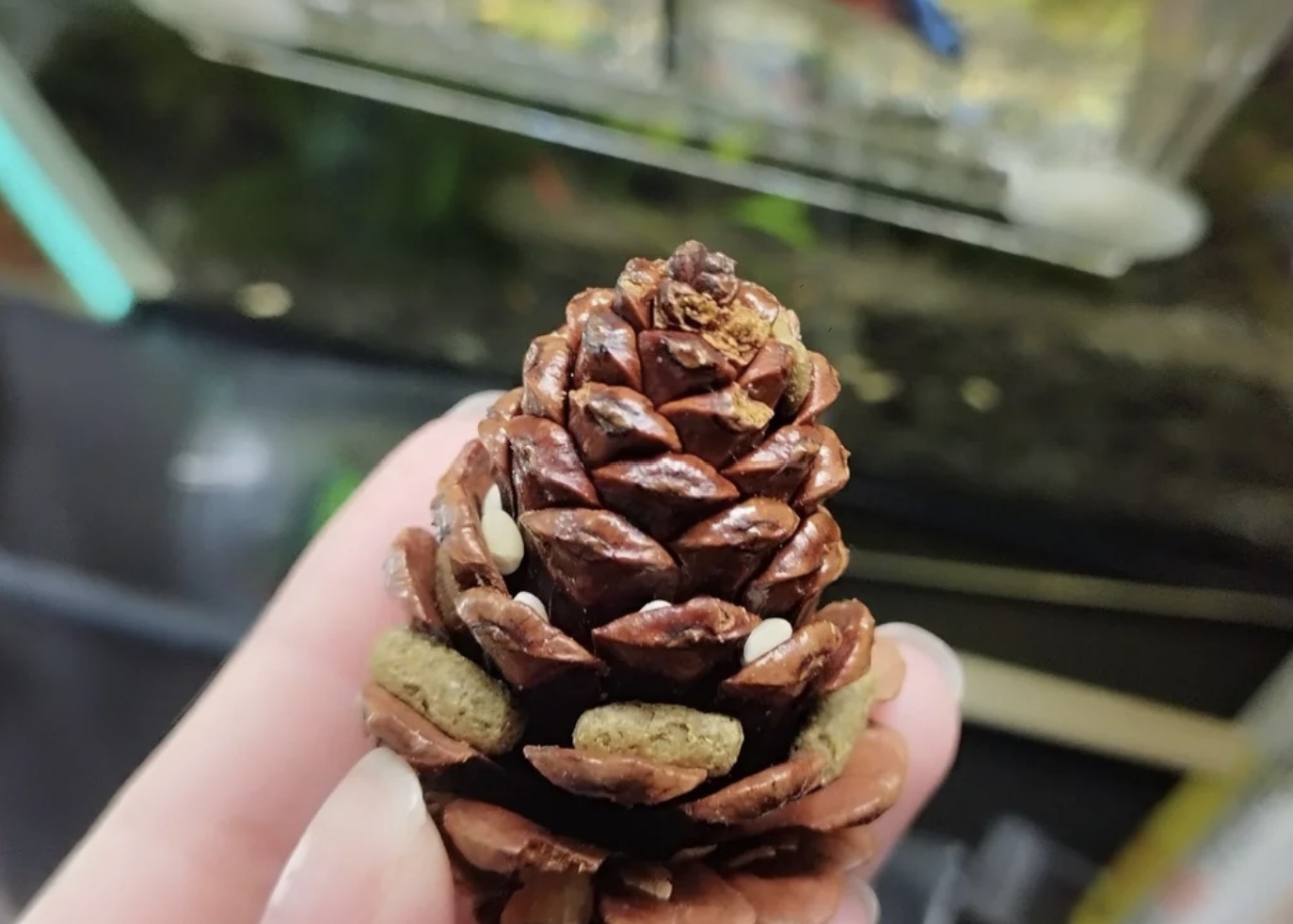 a pine cone