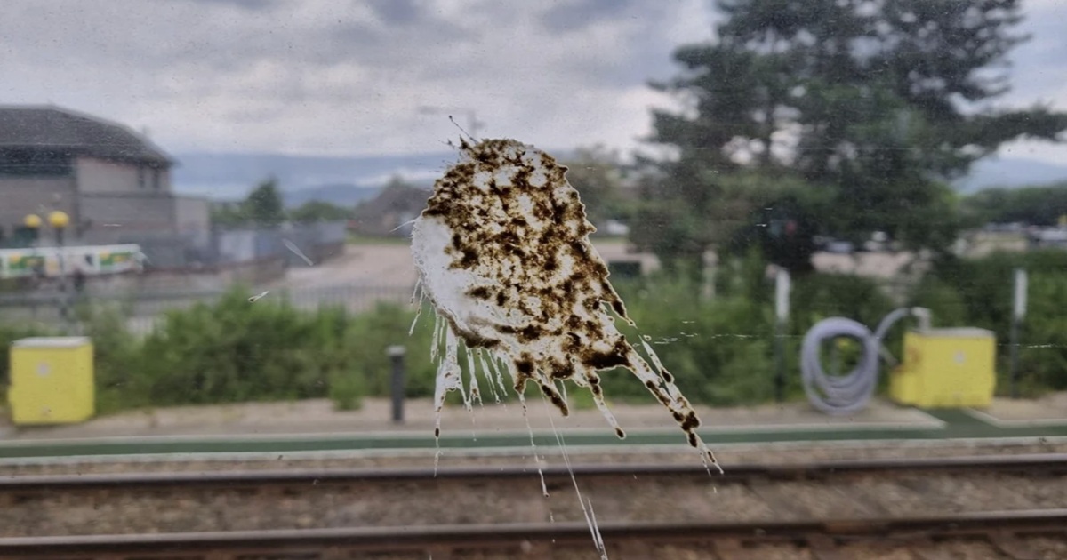 How to Actually Clean Bird Droppings Off Your Windows (Without Scrubbing Forever)