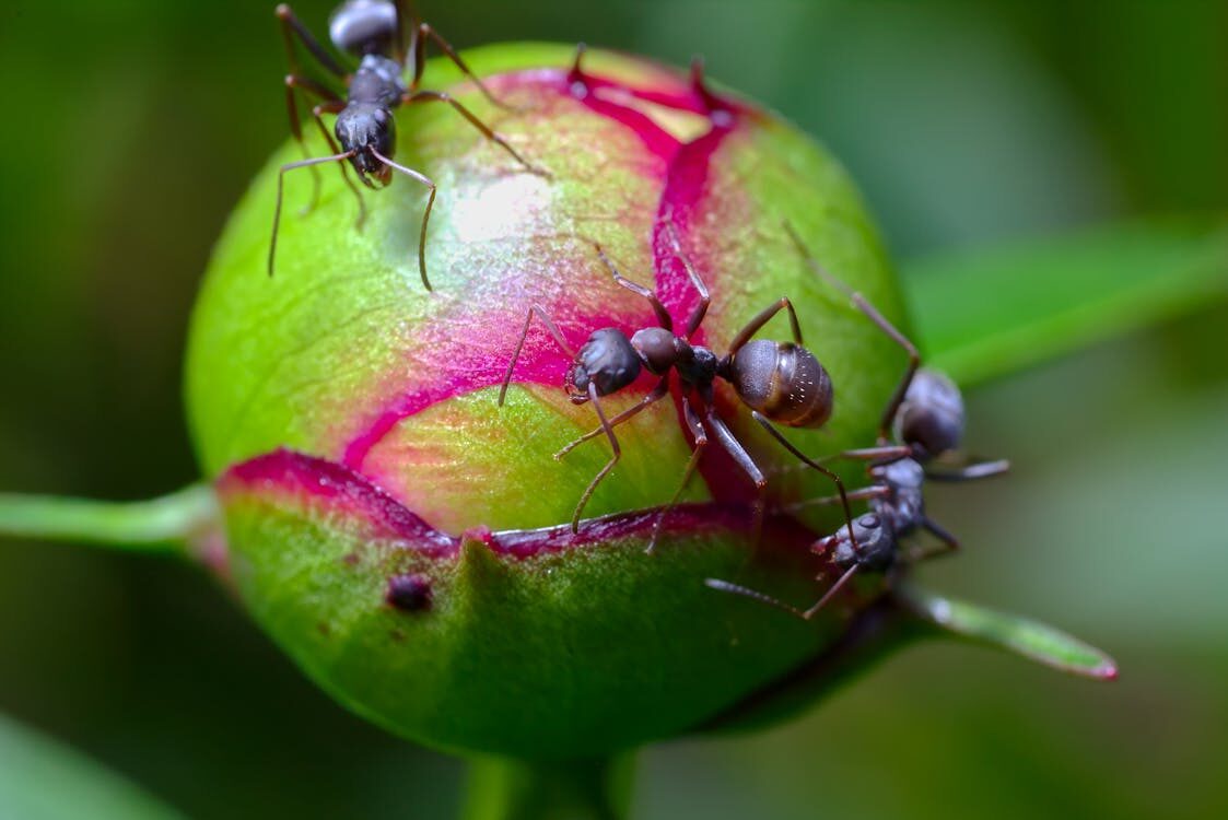Peony buds ants