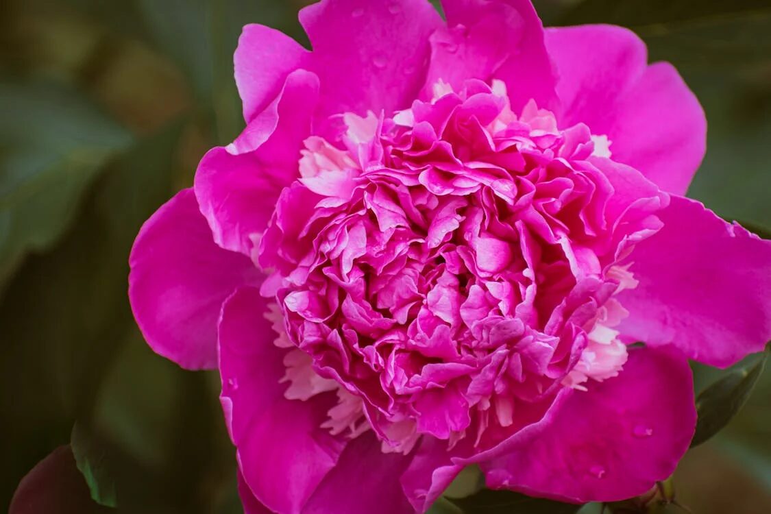 pink peony