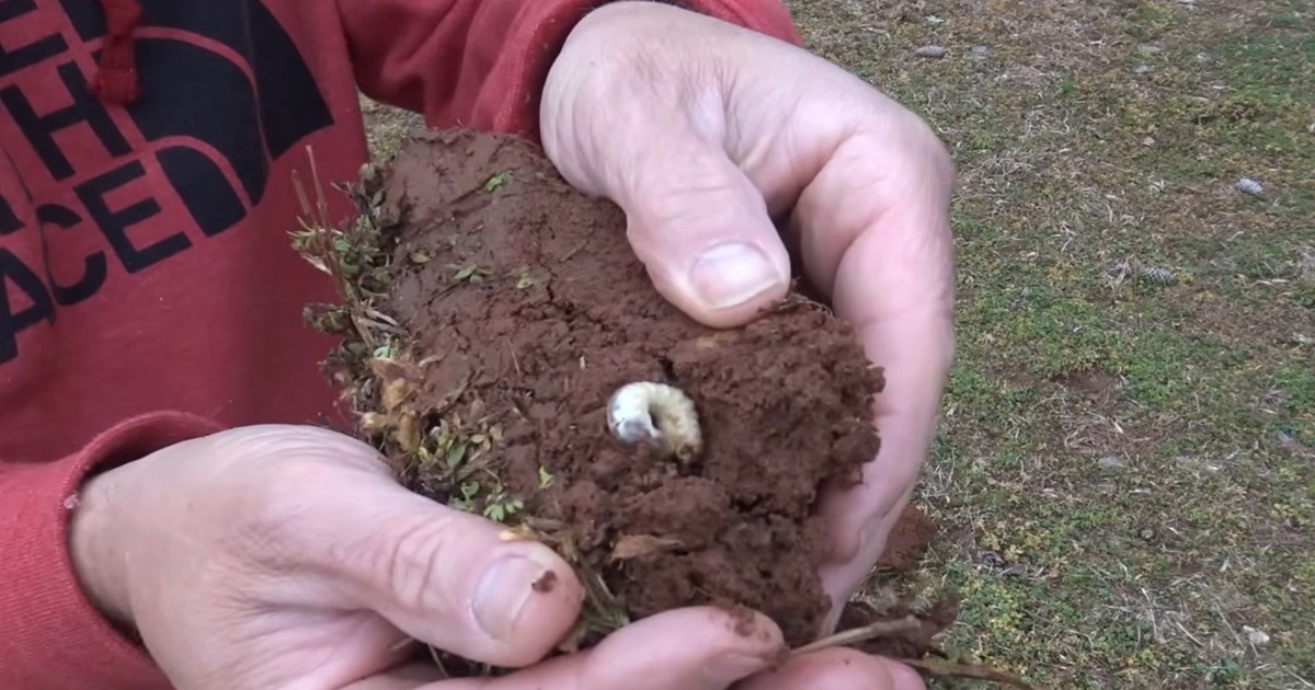 Get Rid of Lawn Grubs Fast and Naturally
