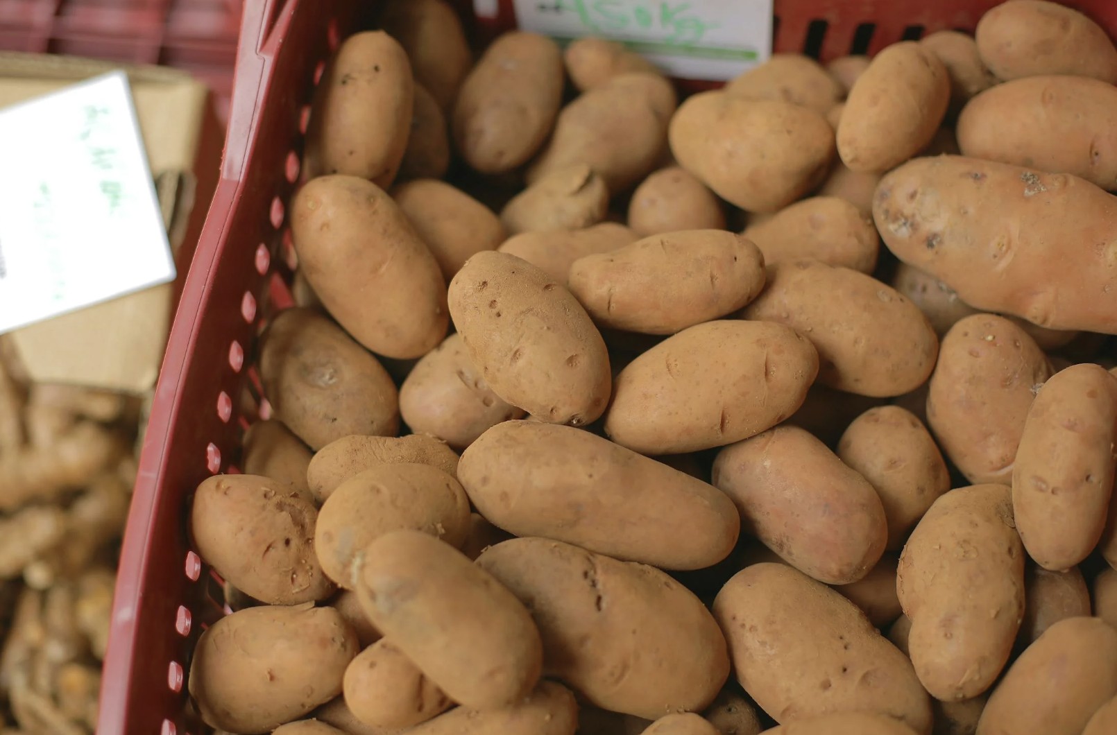 Fresh Brown Potatoes on Red Plastic Basket