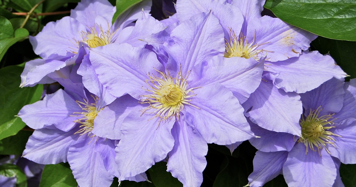 When to Fertilize Clematis for Maximum Blooms
