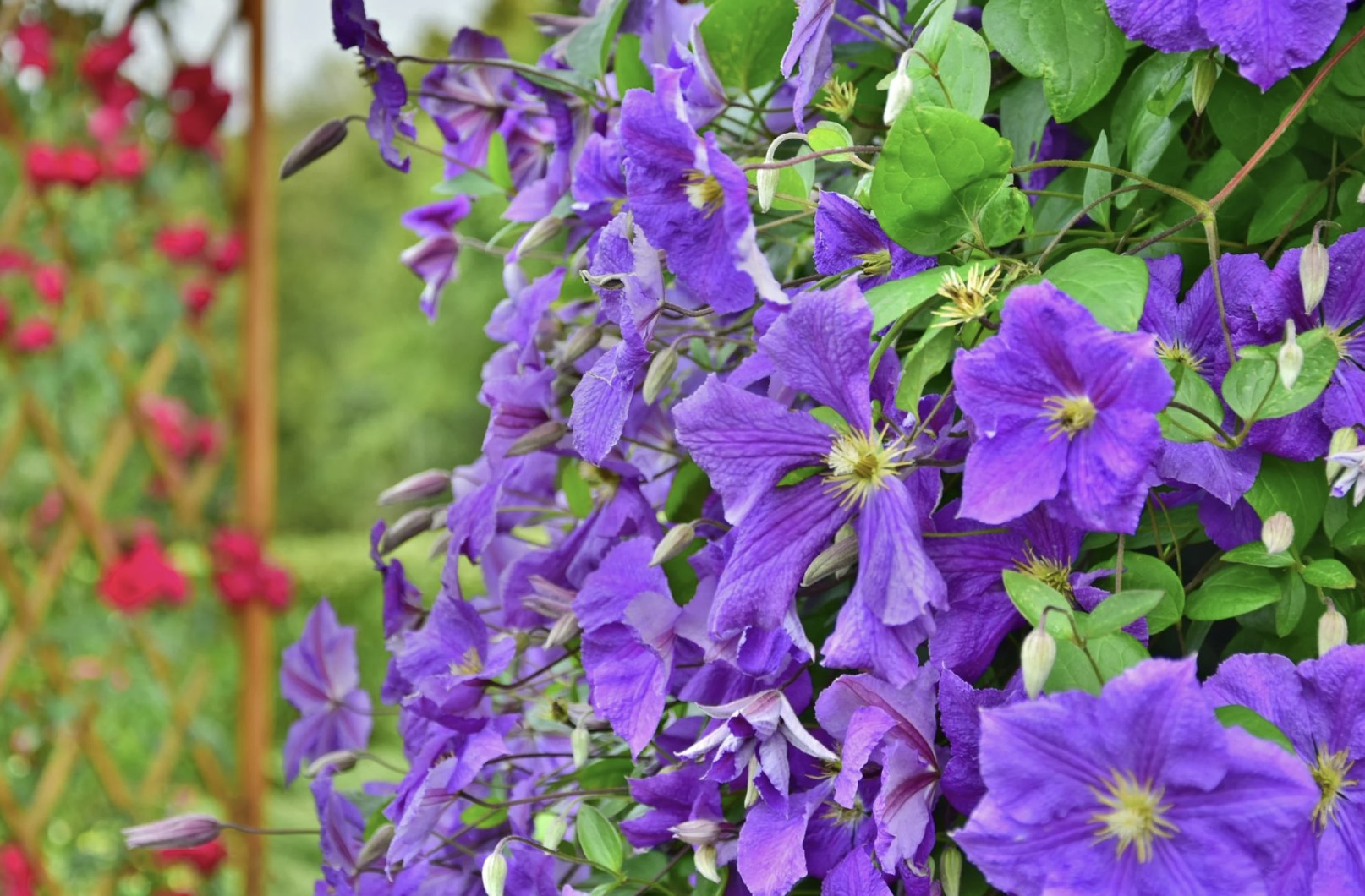 grow purple clematis
