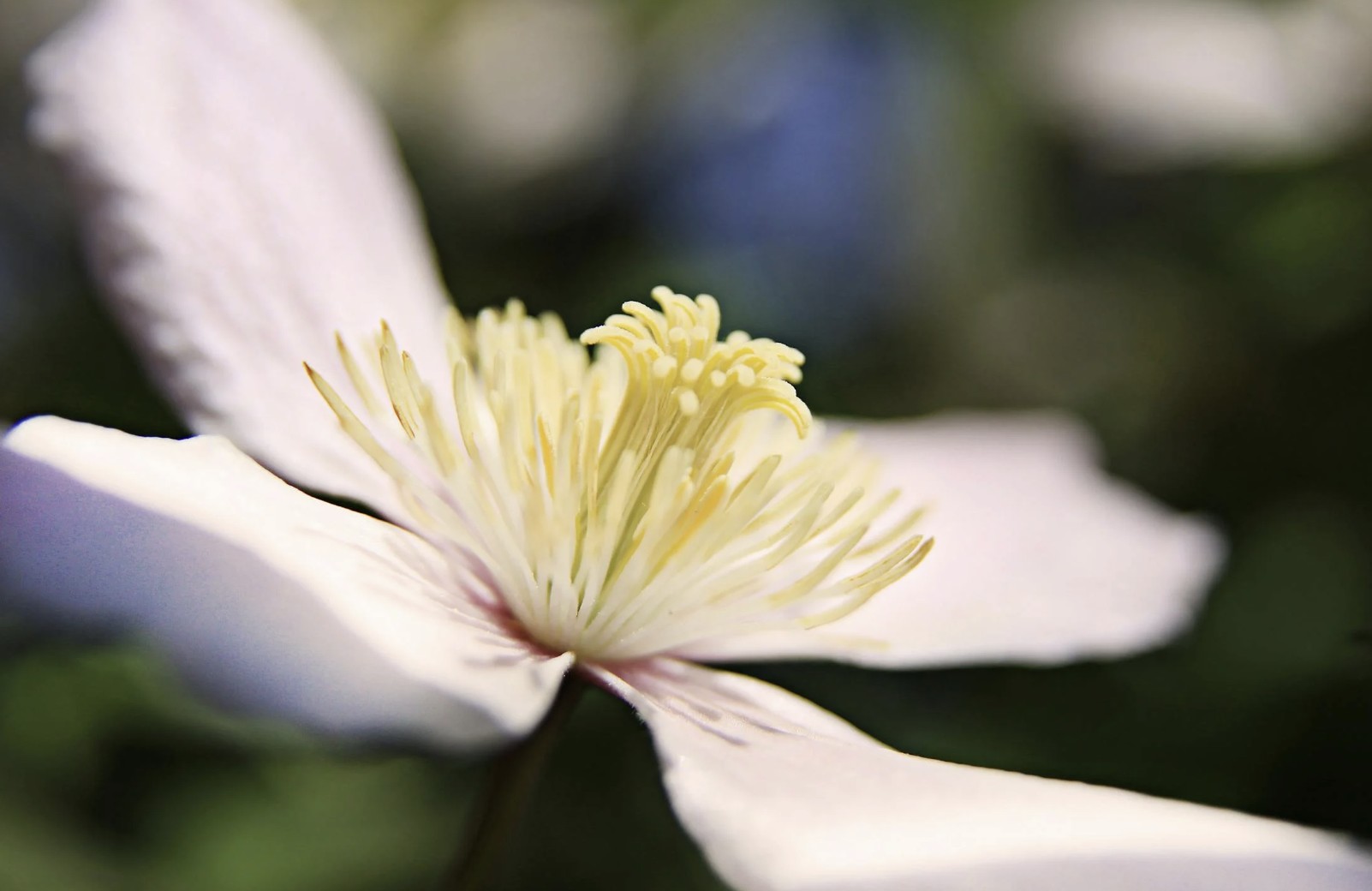 white and yellow clematis