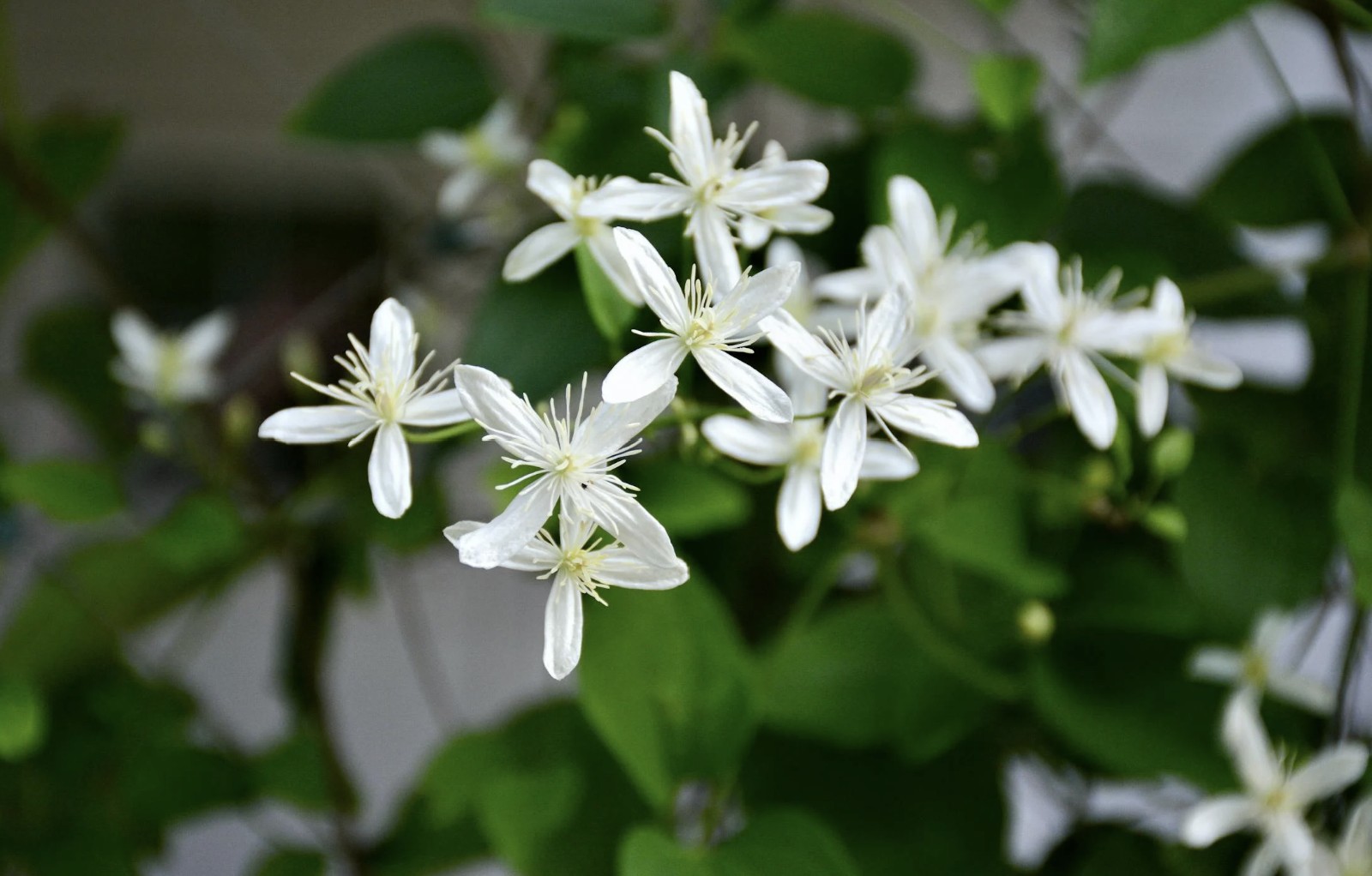 grow white clematis