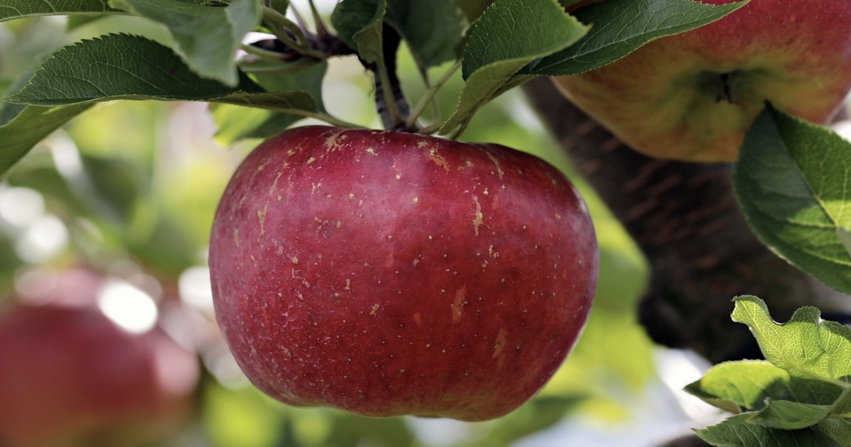 What Are Those Tiny Spots on Apples?