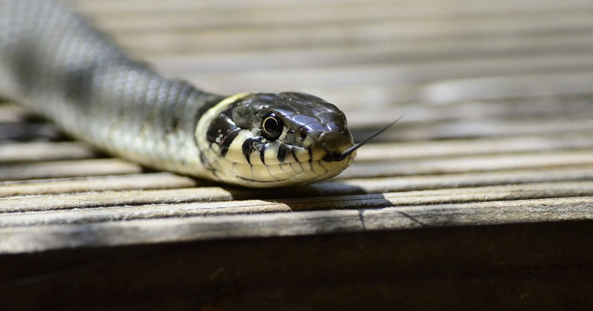 Powerful Aromas Snakes Avoid: What Works and What’s Just Hype