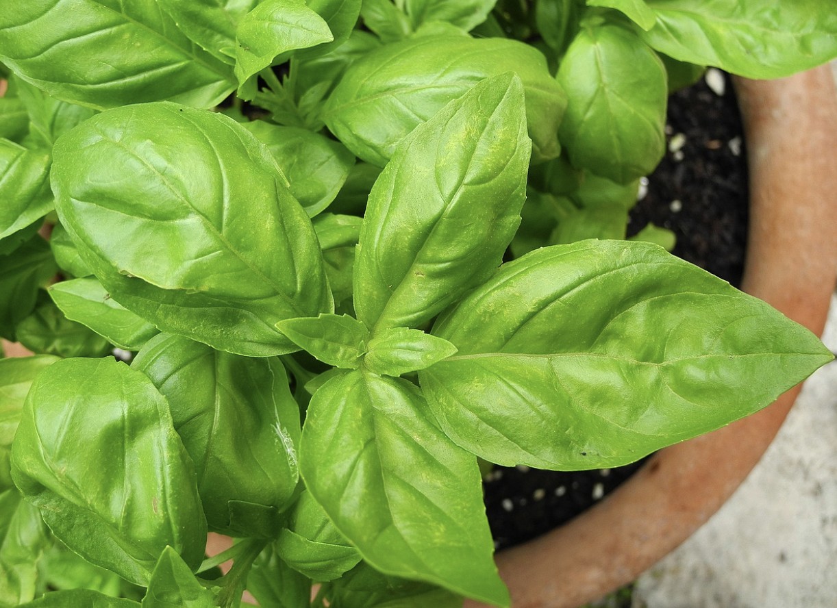 basil herb