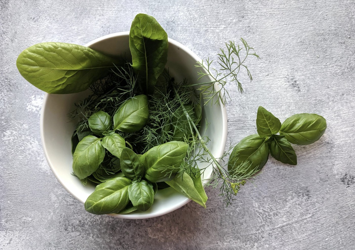 basil plant