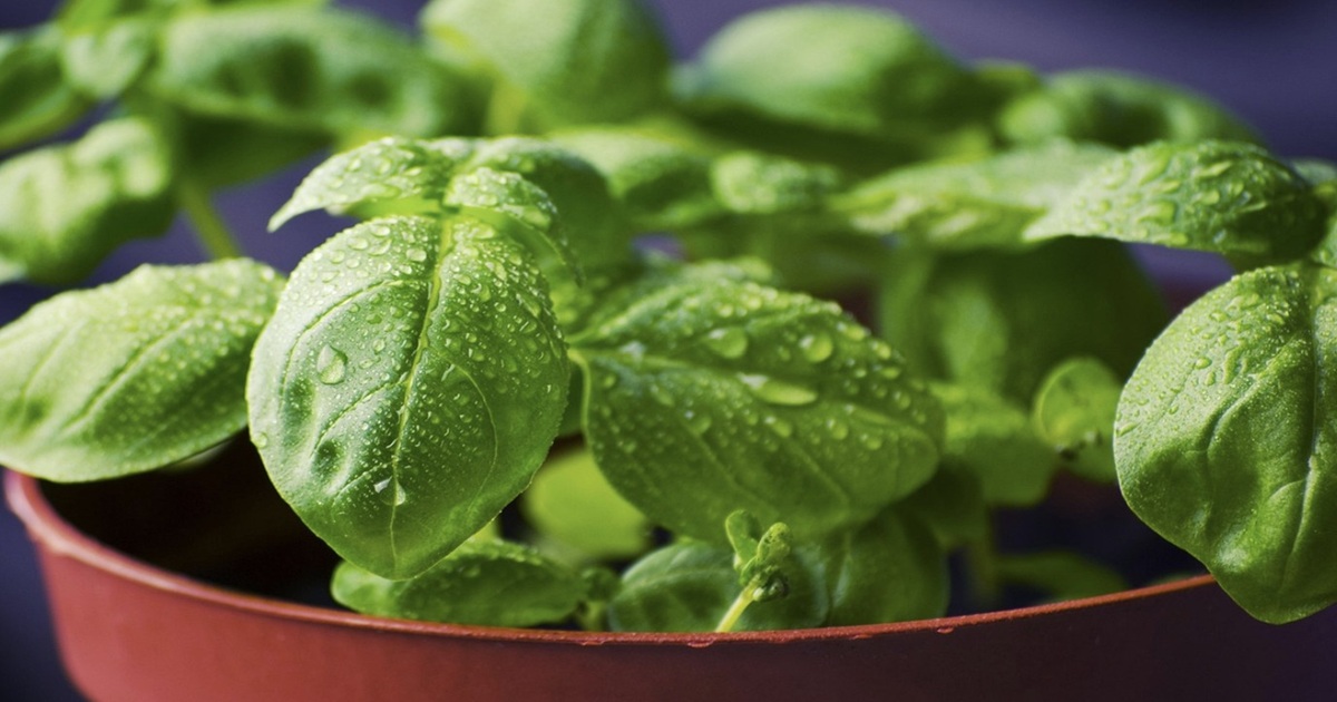 My Basil Plant Kept Wilting—Here’s What Actually Brought It Back to Life