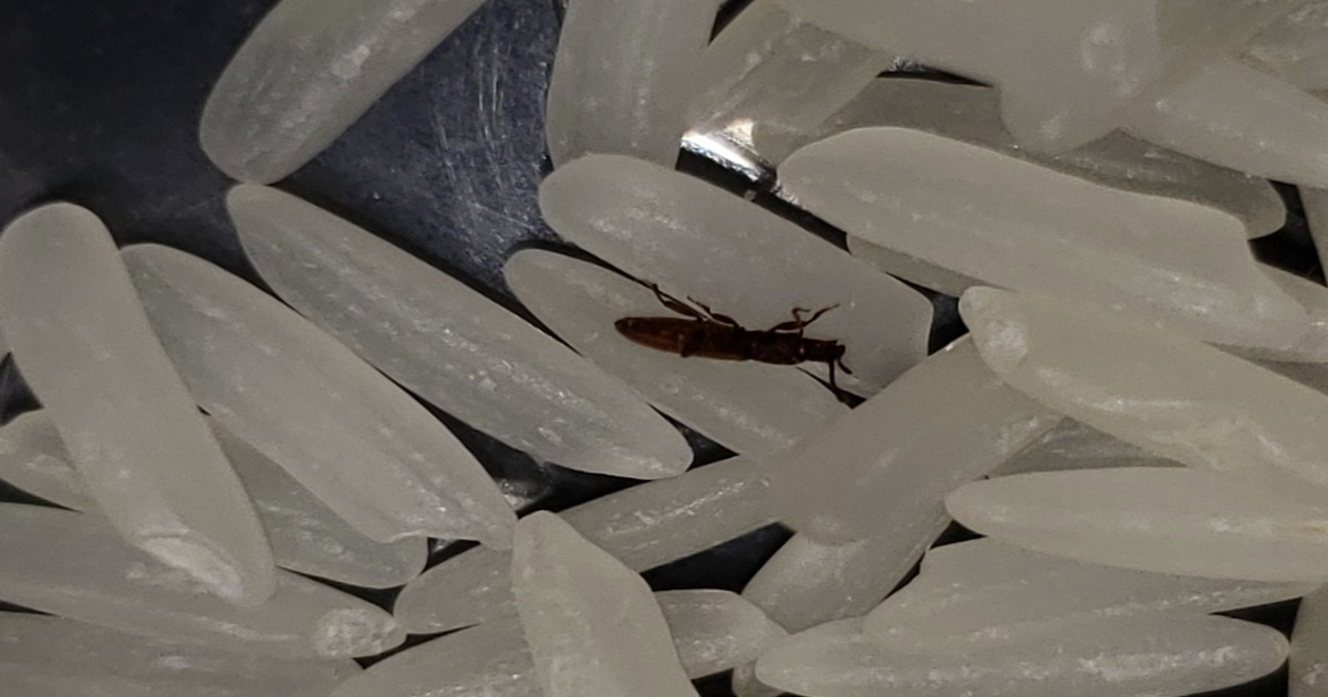 Why You Should Bury Garlic in a Bucket of Rice