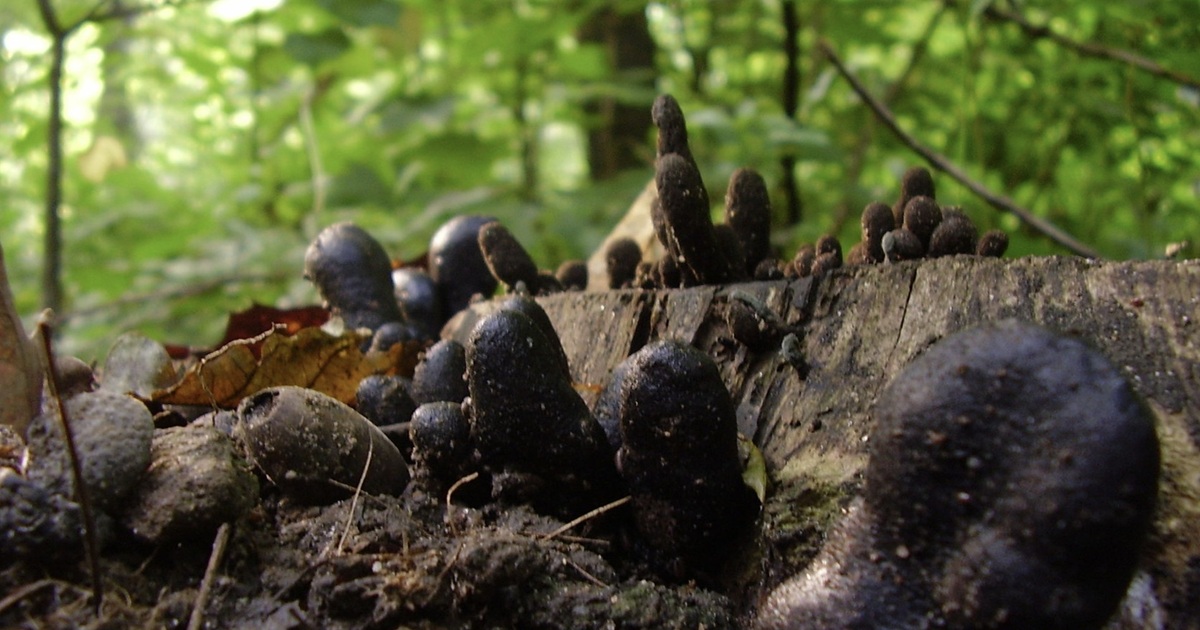 What Is The Strange Fungus That Looks Like a Hand Reaching from the Soil?