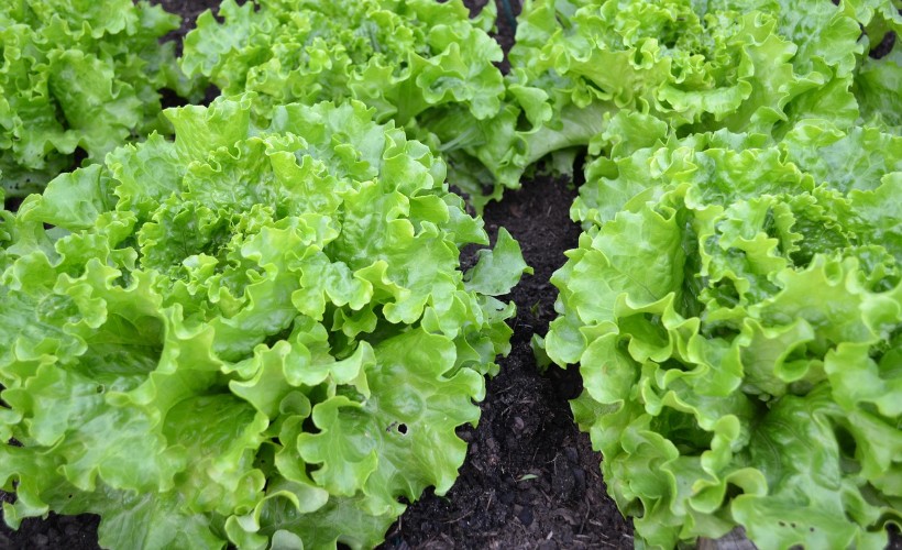 lettuce