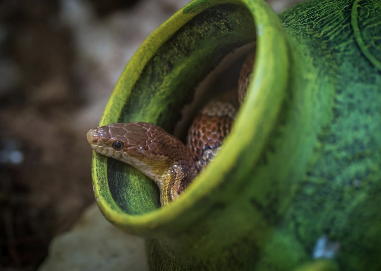 snake in a jar