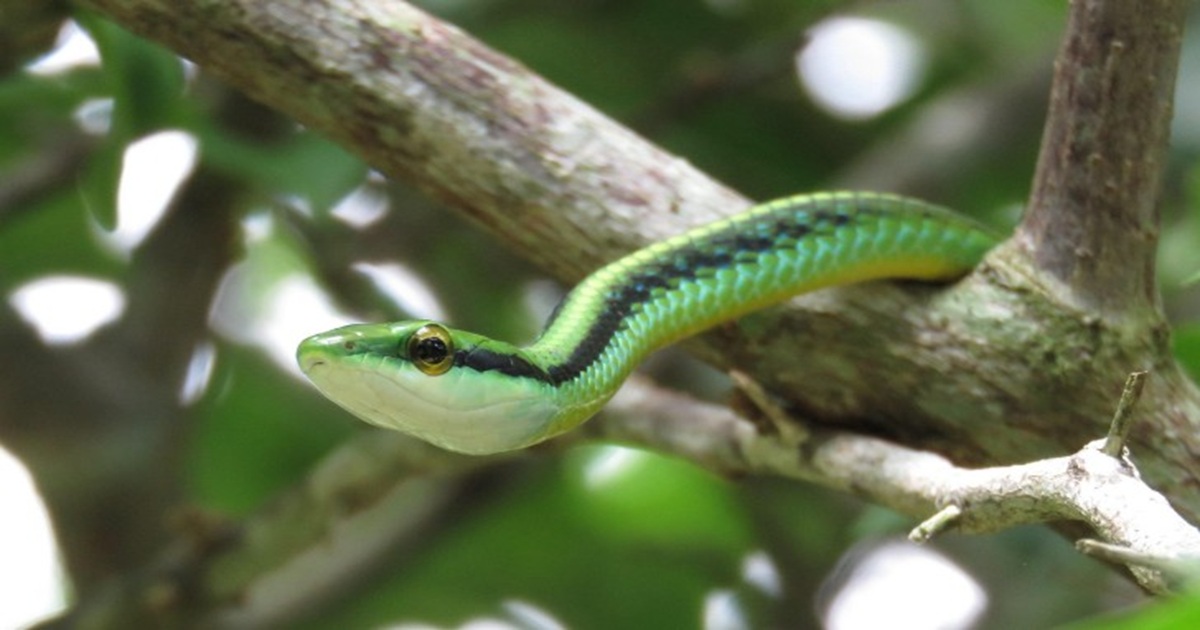 4 Plants to Avoid Planting If You Want to Keep Snakes Out of Your Yard