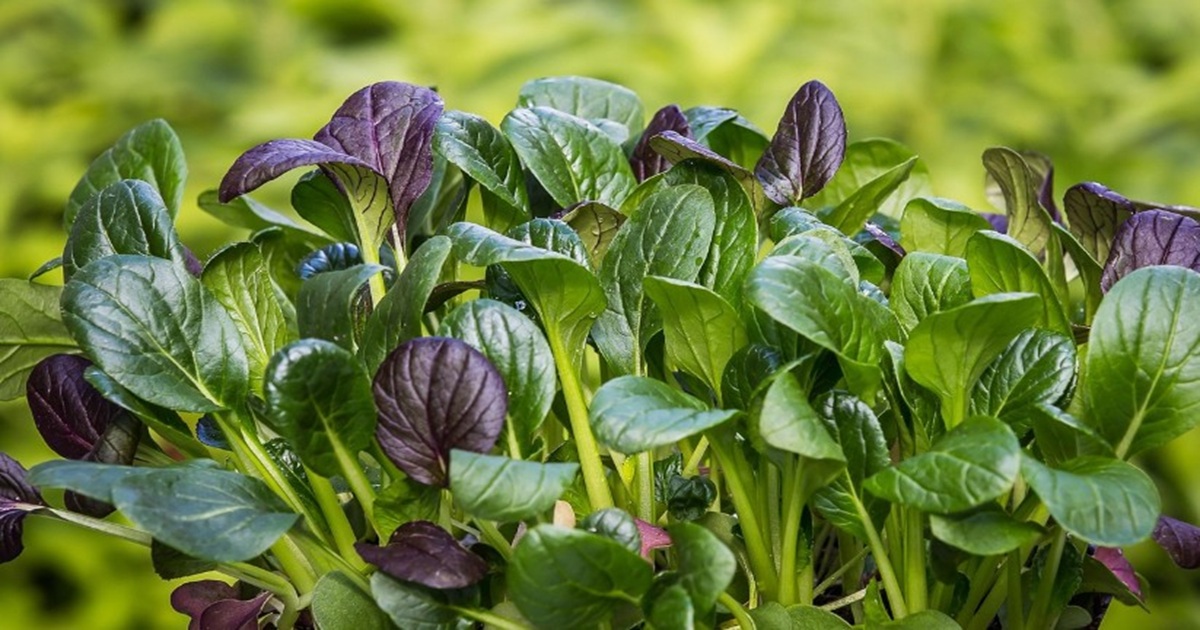 9 Vegetables You Should Plant in August for a Big Fall Payoff