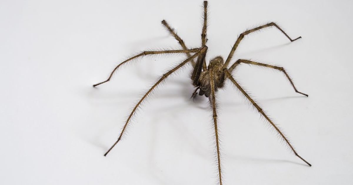 10 Top Types of House Spiders & Removal Strategies
