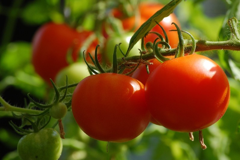 red tomatoes growing